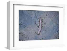 European River Otter (Lutra Lutra) Swimming in the River Tweed, Scotland, February 2009-Campbell-Framed Photographic Print