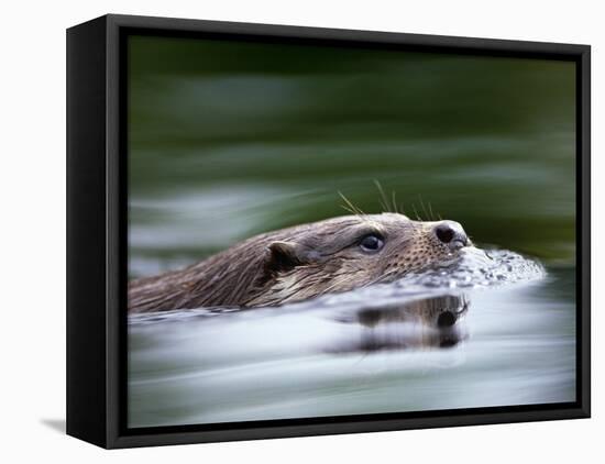 European River Otter Swimming, Otterpark Aqualutra, Leeuwarden, Netherlands-Niall Benvie-Framed Stretched Canvas