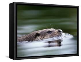 European River Otter Swimming, Otterpark Aqualutra, Leeuwarden, Netherlands-Niall Benvie-Framed Stretched Canvas