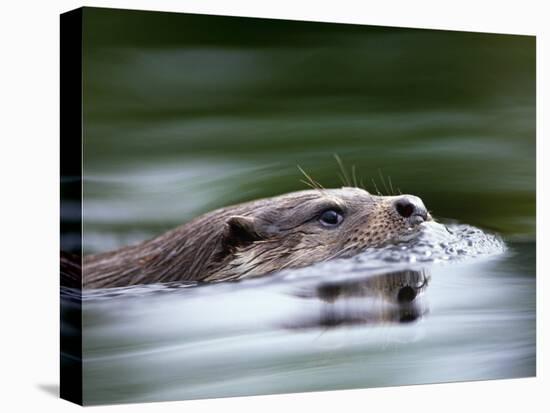 European River Otter Swimming, Otterpark Aqualutra, Leeuwarden, Netherlands-Niall Benvie-Stretched Canvas