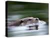 European River Otter Swimming, Otterpark Aqualutra, Leeuwarden, Netherlands-Niall Benvie-Stretched Canvas