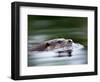 European River Otter Swimming, Otterpark Aqualutra, Leeuwarden, Netherlands-Niall Benvie-Framed Premium Photographic Print