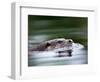 European River Otter Swimming, Otterpark Aqualutra, Leeuwarden, Netherlands-Niall Benvie-Framed Premium Photographic Print