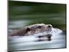 European River Otter Swimming, Otterpark Aqualutra, Leeuwarden, Netherlands-Niall Benvie-Mounted Premium Photographic Print