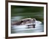 European River Otter Swimming, Otterpark Aqualutra, Leeuwarden, Netherlands-Niall Benvie-Framed Photographic Print