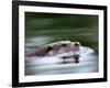European River Otter Swimming, Otterpark Aqualutra, Leeuwarden, Netherlands-Niall Benvie-Framed Photographic Print