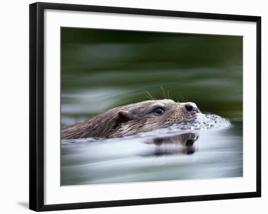 European River Otter Swimming, Otterpark Aqualutra, Leeuwarden, Netherlands-Niall Benvie-Framed Photographic Print