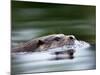 European River Otter Swimming, Otterpark Aqualutra, Leeuwarden, Netherlands-Niall Benvie-Mounted Photographic Print