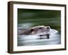 European River Otter Swimming, Otterpark Aqualutra, Leeuwarden, Netherlands-Niall Benvie-Framed Photographic Print