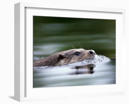 European River Otter Swimming, Otterpark Aqualutra, Leeuwarden, Netherlands-Niall Benvie-Framed Photographic Print