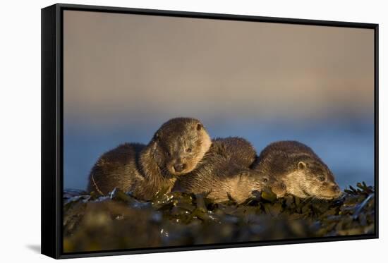 European River Otters (Lutra Lutra) Resting in Seaweed, Isle of Mull, Inner Hebrides, Scotland-Danny Green-Framed Stretched Canvas