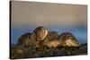 European River Otters (Lutra Lutra) Resting in Seaweed, Isle of Mull, Inner Hebrides, Scotland-Danny Green-Stretched Canvas