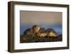 European River Otters (Lutra Lutra) Resting in Seaweed, Isle of Mull, Inner Hebrides, Scotland-Danny Green-Framed Photographic Print