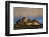 European River Otters (Lutra Lutra) Resting in Seaweed, Isle of Mull, Inner Hebrides, Scotland-Danny Green-Framed Photographic Print