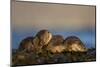 European River Otters (Lutra Lutra) Resting in Seaweed, Isle of Mull, Inner Hebrides, Scotland-Danny Green-Mounted Photographic Print