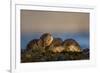 European River Otters (Lutra Lutra) Resting in Seaweed, Isle of Mull, Inner Hebrides, Scotland-Danny Green-Framed Photographic Print