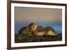 European River Otters (Lutra Lutra) Resting in Seaweed, Isle of Mull, Inner Hebrides, Scotland-Danny Green-Framed Photographic Print