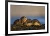 European River Otters (Lutra Lutra) Resting in Seaweed, Isle of Mull, Inner Hebrides, Scotland-Danny Green-Framed Photographic Print