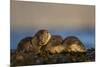 European River Otters (Lutra Lutra) Resting in Seaweed, Isle of Mull, Inner Hebrides, Scotland-Danny Green-Mounted Photographic Print