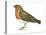 European Robin (Erithacus Rubecula), Birds-Encyclopaedia Britannica-Stretched Canvas