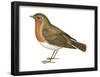 European Robin (Erithacus Rubecula), Birds-Encyclopaedia Britannica-Framed Poster