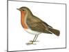 European Robin (Erithacus Rubecula), Birds-Encyclopaedia Britannica-Mounted Poster