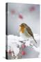 European Robin in Snow, Close-Up Showing Puffed-null-Stretched Canvas