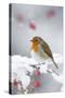 European Robin in Snow, Close-Up Showing Puffed-null-Stretched Canvas