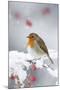 European Robin in Snow, Close-Up Showing Puffed-null-Mounted Photographic Print