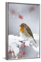 European Robin in Snow, Close-Up Showing Puffed-null-Framed Photographic Print