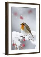 European Robin in Snow, Close-Up Showing Puffed-null-Framed Photographic Print