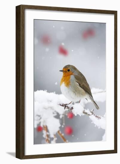 European Robin in Snow, Close-Up Showing Puffed-null-Framed Photographic Print