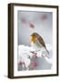 European Robin in Snow, Close-Up Showing Puffed-null-Framed Photographic Print