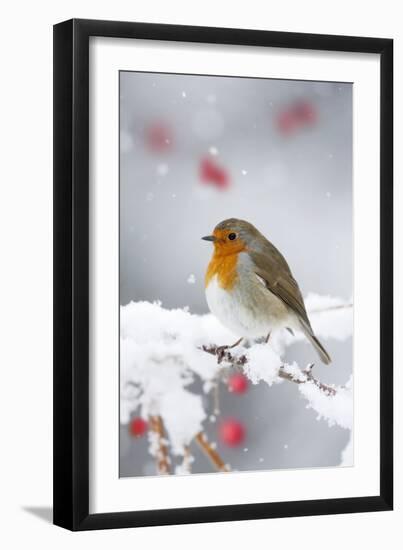 European Robin in Snow, Close-Up Showing Puffed-null-Framed Photographic Print