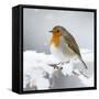 European Robin in Snow-null-Framed Stretched Canvas