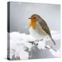 European Robin in Snow-null-Stretched Canvas