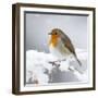 European Robin in Snow-null-Framed Photographic Print