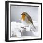 European Robin in Snow-null-Framed Photographic Print