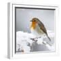 European Robin in Snow-null-Framed Photographic Print