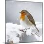 European Robin in Snow-null-Mounted Photographic Print