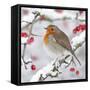 European Robin in Winter on Snowy Branch-null-Framed Stretched Canvas