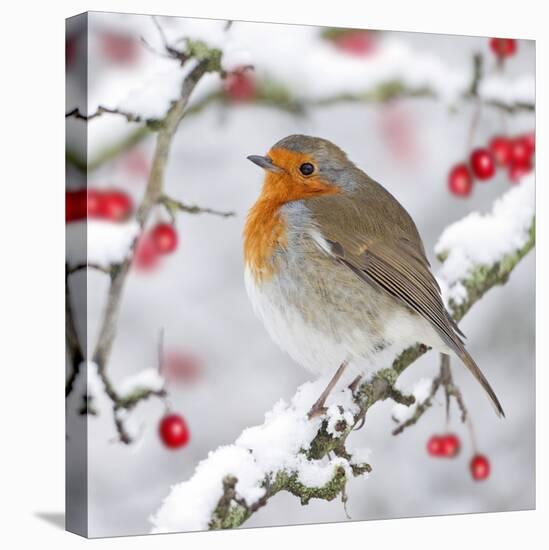 European Robin in Winter on Snowy Branch-null-Stretched Canvas