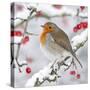 European Robin in Winter on Snowy Branch-null-Stretched Canvas