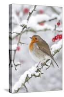 European Robin in Winter on Snowy Branch-null-Stretched Canvas