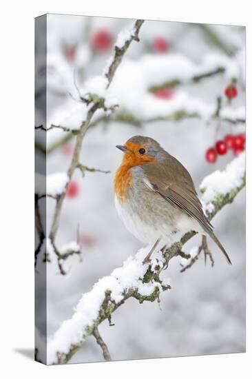 European Robin in Winter on Snowy Branch-null-Stretched Canvas