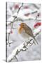 European Robin in Winter on Snowy Branch-null-Stretched Canvas