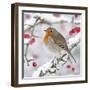 European Robin in Winter on Snowy Branch-null-Framed Photographic Print