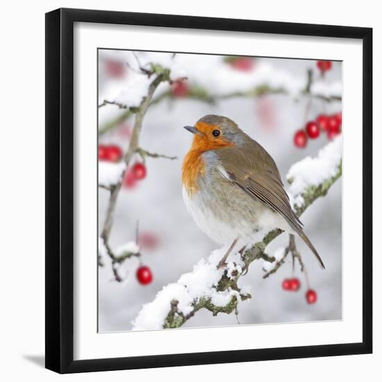 European Robin in Winter on Snowy Branch-null-Framed Photographic Print