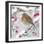 European Robin in Winter on Snowy Branch-null-Framed Photographic Print