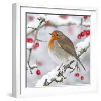 European Robin in Winter on Snowy Branch-null-Framed Photographic Print